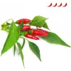 Click & Grow Piri Piri Chili Pepper Plant Pods for Smart Garden, 3-Pack (SGR67X3)