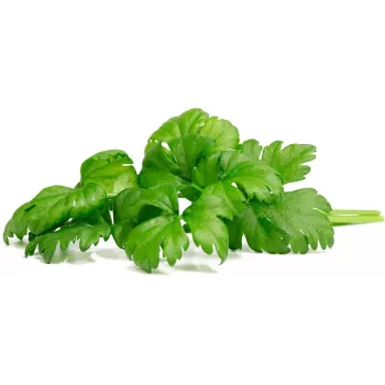 Click & Grow Leaf Celery Plant Pods for Smart Garden, 3-Pack (SGR97X3)