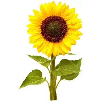 Click & Grow Mini Sunflower Plant Pods for Smart Garden, 3-Pack (SGR65X3)