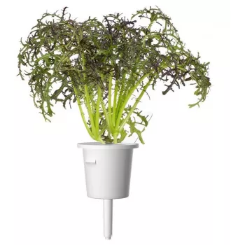 Click & Grow Smart Garden Refill Red Frill Mustard, 3 plant pods (SGR77X3)