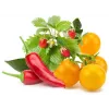 Rostlinné kapsle Click & Grow Fruit and Veggie Mix pro Smart Garden, balení 9 ks (PPMFVX9)