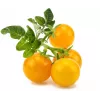 Náplň do Smart Garden Click and Grow, balení 3 ks, kapsle s mini rajčaty