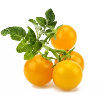 Click and Grow Smart Garden Refill 3-pack Mini Tomato Plant Pods