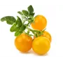 Náplň do Smart Garden Click and Grow, balení 3 ks, kapsle s mini rajčaty