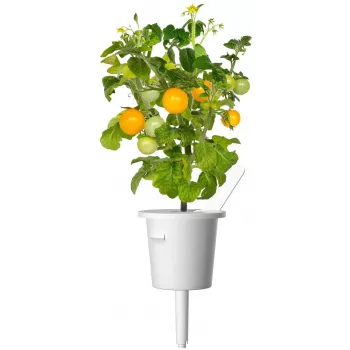Click and Grow Smart Garden Refill 3-pack Mini Tomato Plant Pods