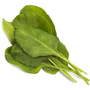 Click & Grow Smart Garden Refill Green Chard, 3 plant pods (SGR64X3)