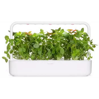 Click & Grow Lemon Basil Plant Pods for Smart Garden, 3-Pack (SGR76X3)