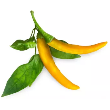 Click & Grow SGR60X3 Chili Pepper Plant Pods (3-Pack)