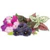 Click & Grow Vibrant Flower Mix Plant Pods for Smart Garden, 9-Pack (PPMVBX9)