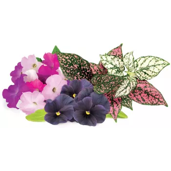 Click & Grow Vibrant Flower Mix Plant Pods for Smart Garden, 9-Pack (PPMVBX9)