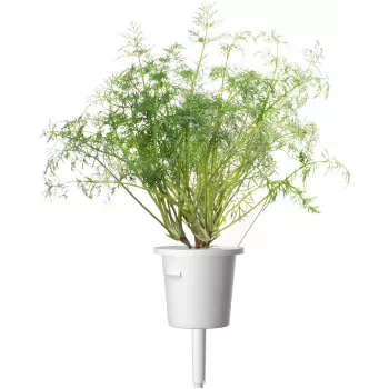 Click & Grow SGR49x3 Dill Plant Pod Refill 3-Pack