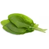 Click & Grow Green Sorrel Plant Pods for Smart Garden, 3-Pack (SGR55X3)