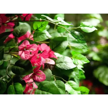 Umělá rostlina EUROPALMS Bougainvillea, růžová, 150 cm 82507055