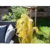 Umělý svazek rákosové trávy EUROPALMS 118 cm 82600136