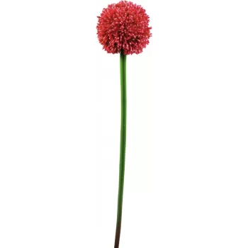 Umělý stonek allium EUROPALMS, červený, 55 cm 82530568