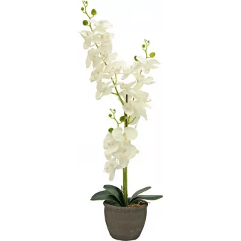 Umělá rostlina orchidej EUROPALMS, krémová, 80 cm 82530361