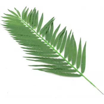 Umělé listy kokosové palmy EUROPALMS, 90 cm, 12 ks, zelené 82509896