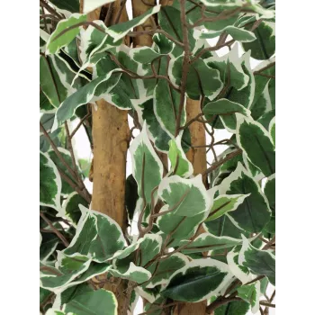 Umělá rostlina EUROPALMS Silberficus Benjamina, 180 cm 82506116