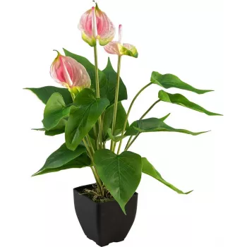 Umělá anthurie EUROPALMS, bílá-růžová 82540348