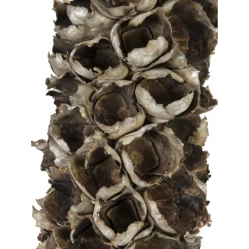 Umělá kokosová palma EUROPALMS Cacho Coco, 120-190 cm, pravý dřevěný kmen, 12 listů, interiér 83502349