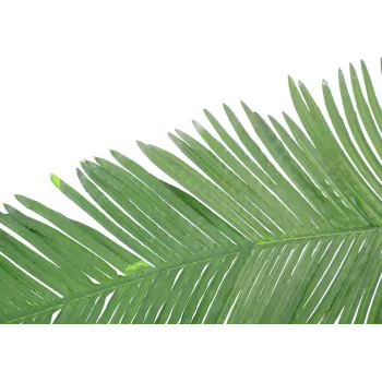 Umělý list kokosové královské palmy EUROPALMS, 180 cm 82509847