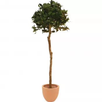 Umělý vavřínový koule-strom EUROPALMS, 180 cm 82506946