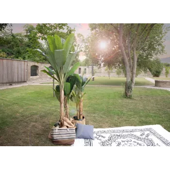 Umělý banánovník EUROPALMS, 210 cm 82509507