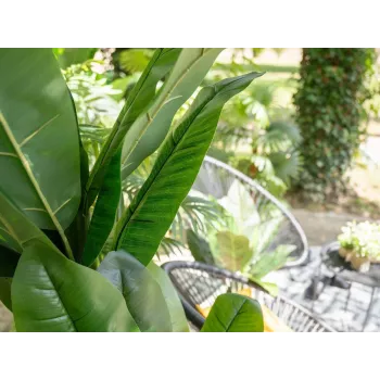 Umělý banánovník EUROPALMS, 210 cm 82509507
