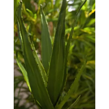 EUROPALMS Aloe (EVA), artificial, green, 50cm (82530570)