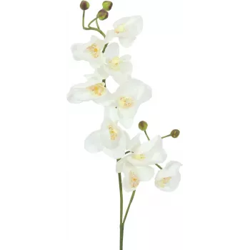 EUROPALMS Artificial Orchid Branch, Cream-White, 100cm (82530323)