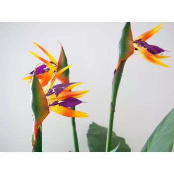 EUROPALMS Strelitzia umělá rostlina, 90 cm 82540502