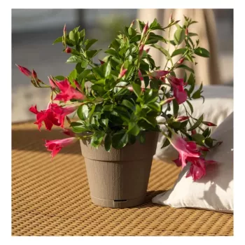 Květináč STEFANPLAST Ethica s miskou Ø20x19 cm hnědý